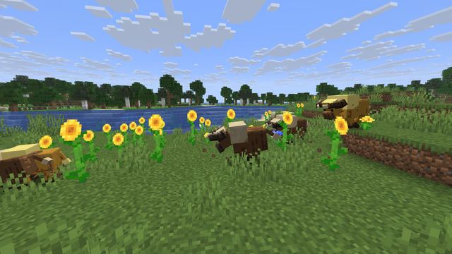 A Thornhorn herd on a sunflower plain